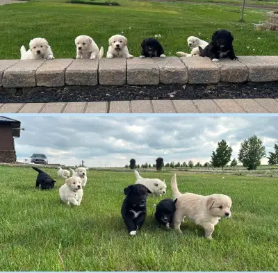 6 week old Border Collie, English Cream Retriever cross. Adorable, sweet, excellent family pets. 6 m...