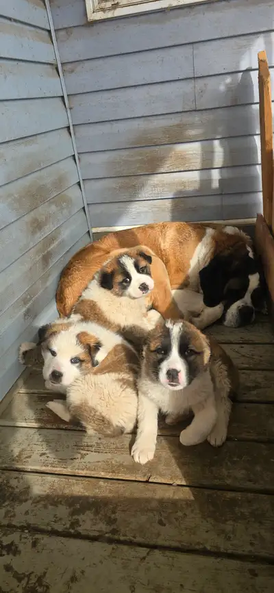 Saint bernard great pyrenese cross, View more