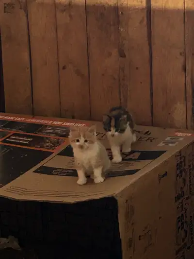 Calico and orange kittens southwest of Pigeon lake Born May 1 so ready around end of June. Please ph...