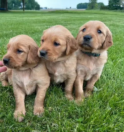 We have 12 beautiful purebred Red Golden Retriever puppies. They will be ready for their forever hom...