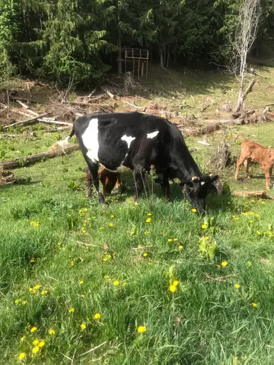 Holstein/Jersey Cross Cow, View more