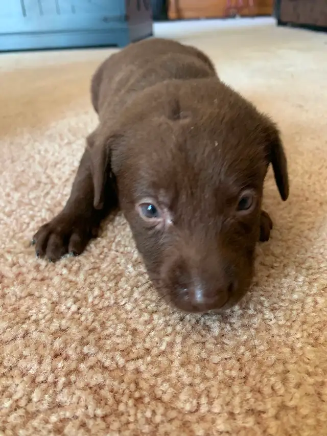 Pure bred lab puppies for sale! in Dogs & Puppies for Rehoming in Sudbury - Image 5