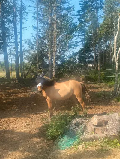 Fjord/haflinger mare, View more