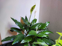  Peace Lily (2 available)