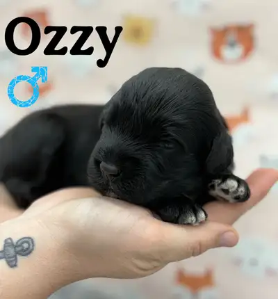 CKC Registered Portuguese Water Dogs, View more