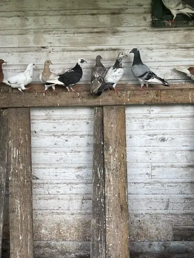 pigeons for sale , View more