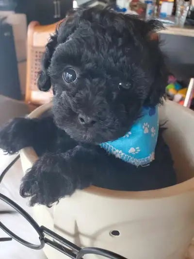 Magnifique caniche toy mâle noir né le 19 avril. Pèsera environ 4-5lbs. Papa 4lbs et maman 10lbs. Se...