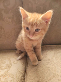 1 female orange kitten for forever home