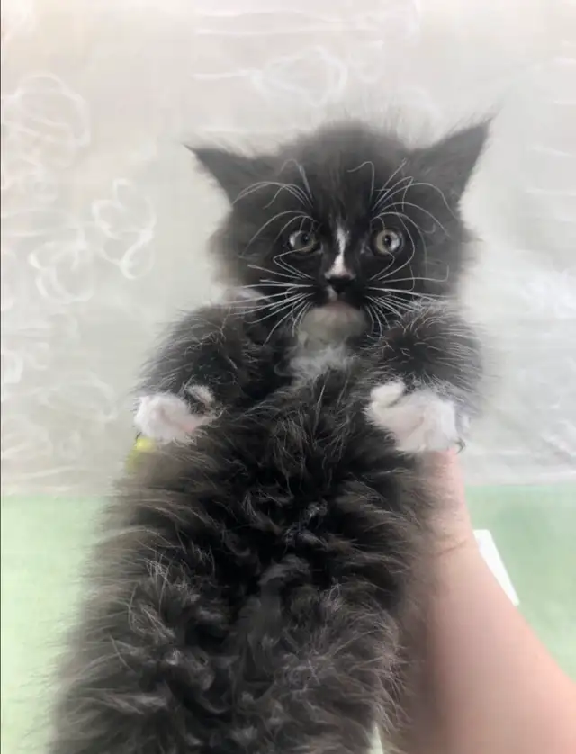 Maine Coon Sweetheart for Sale to Good Home