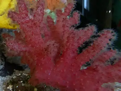 Large Chilli coral, View more