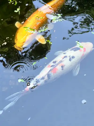 koi fish 14 in to 18 in, View more