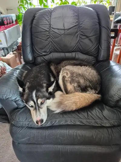 1 friendly female husky, 4 yrs old., View more