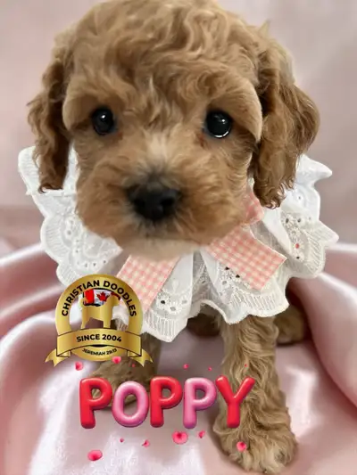 CHRISTIAN DOODLES. 21 years breeding quality Cockapoo’s with DNA cleared parents and grandparents RE...