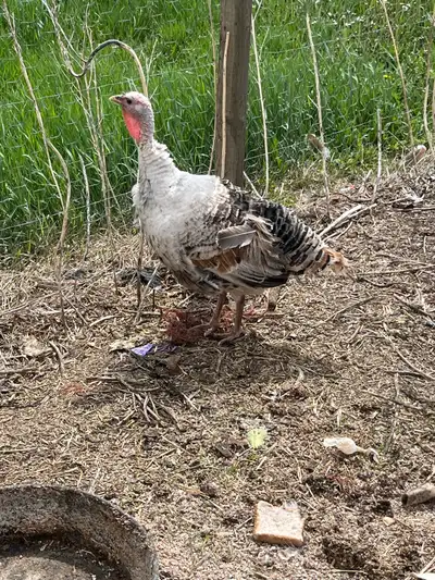 Sweetgrass hens for sale, View more