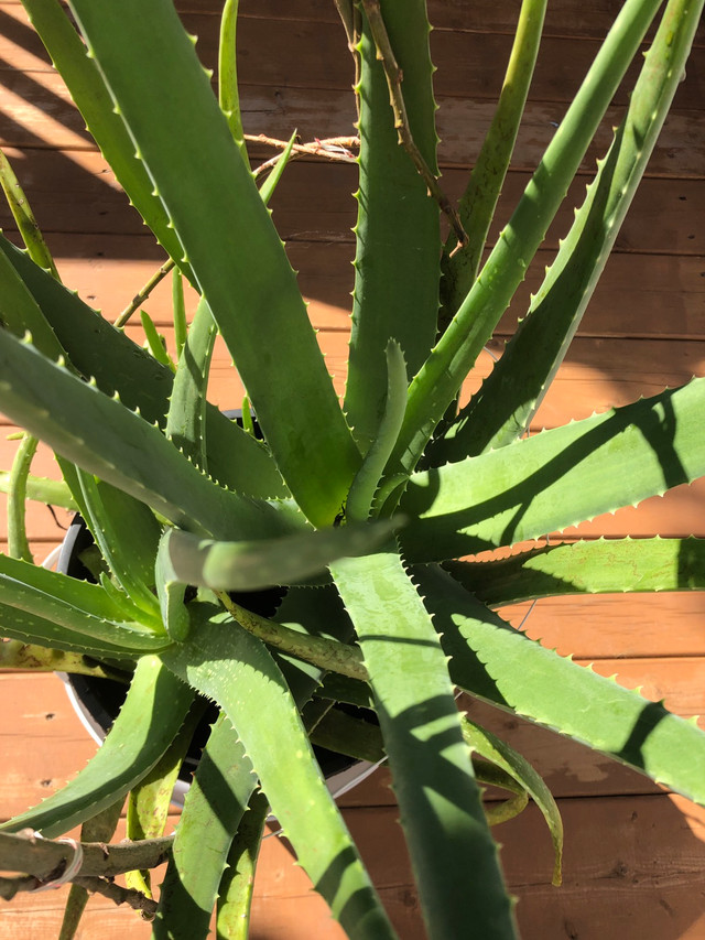 Aloe Vera plant in Outdoor Décor in Markham / York Region - Image 3