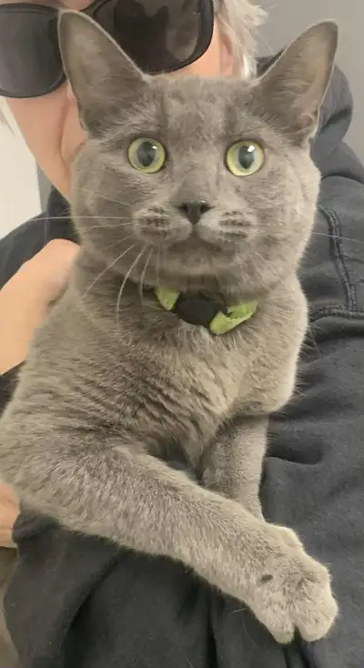 Chat trouvé dans Mercier Tetreaulville, View more