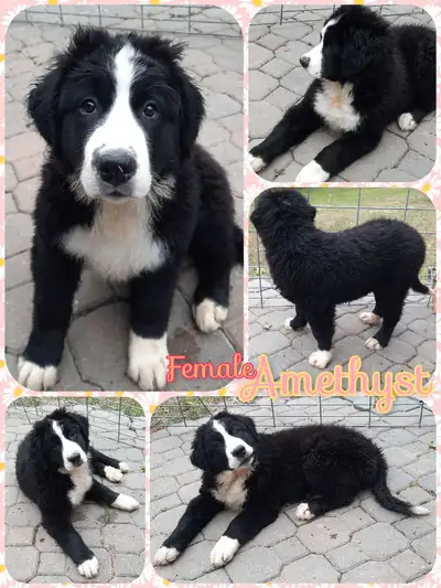 Bernese Newfoundland pups- LOVE people!, View more