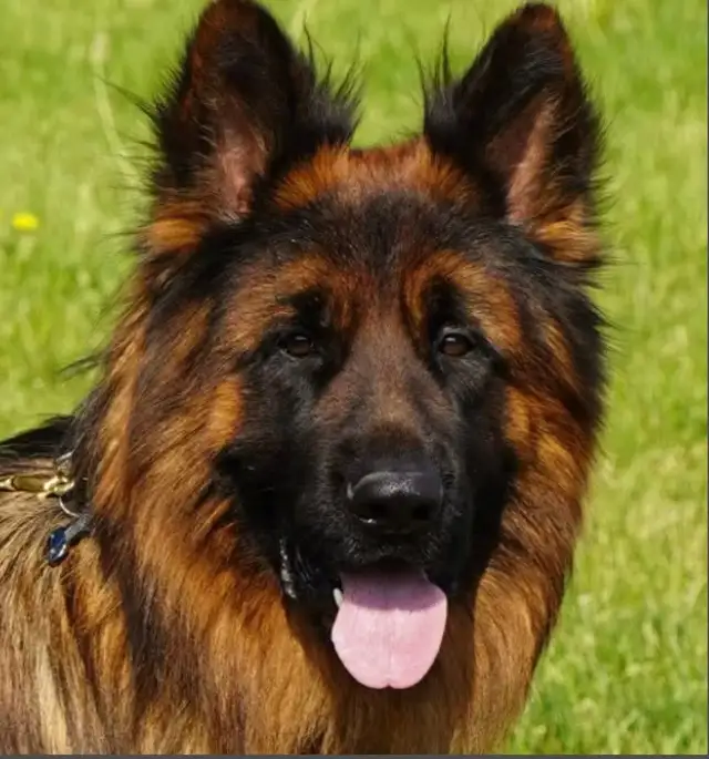 Longhaired German Shepherd Female - Ready to Go! in Dogs & Puppies for Rehoming in Brantford - Image 7