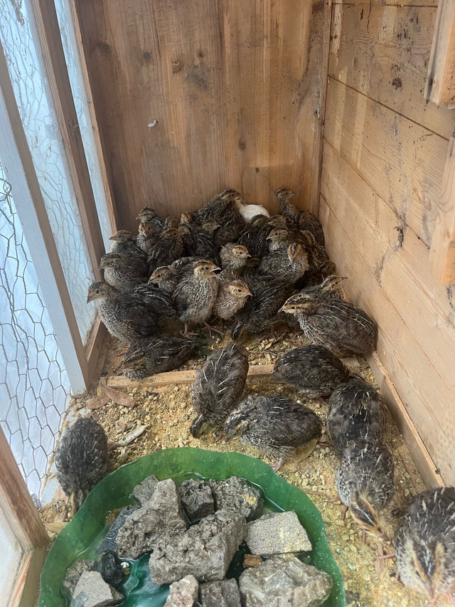 2 weeks old jumbo quail in Livestock in City of Toronto