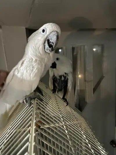 Couple de perroquet cacatoès blanc alba / umbrella manipulable, View more