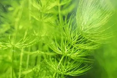 Aquarium plants - Hornwort, View more
