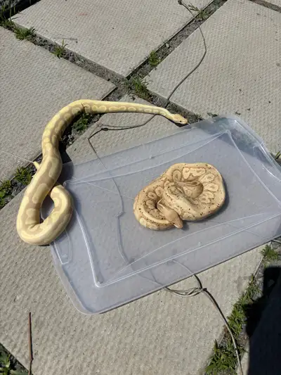 Ball Pythons, View more