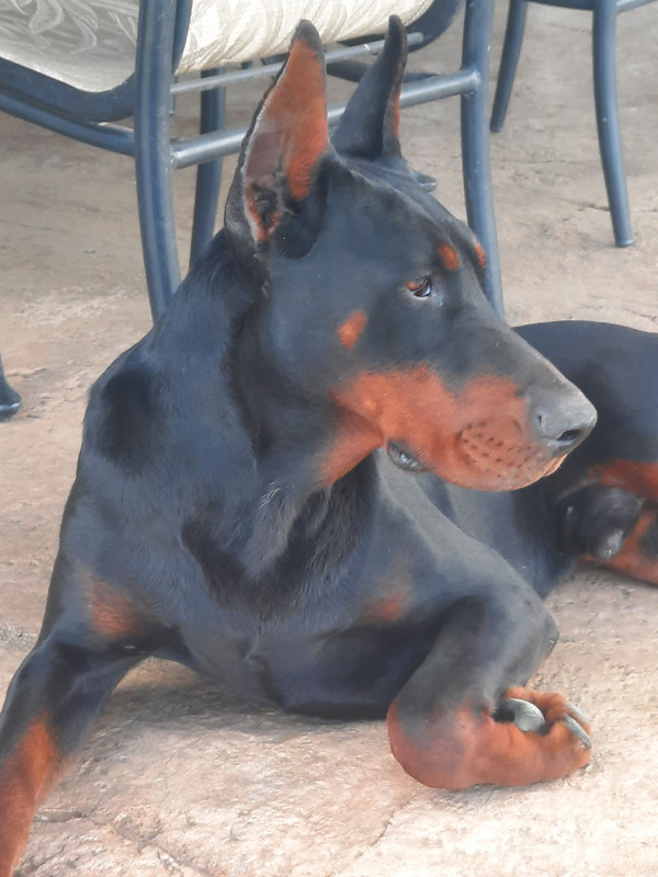 doberman in Dogs & Puppies for Rehoming in Hamilton
