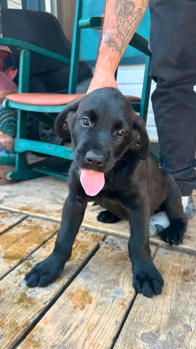 Chiots à vendre!, View more