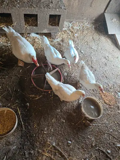 Group of muskovy ducks, View more