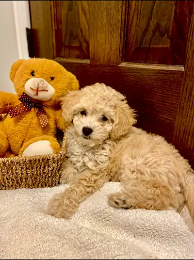 Beautiful Cavapoochon puppies looking for their forever homes! These puppies will have beautiful hyp...