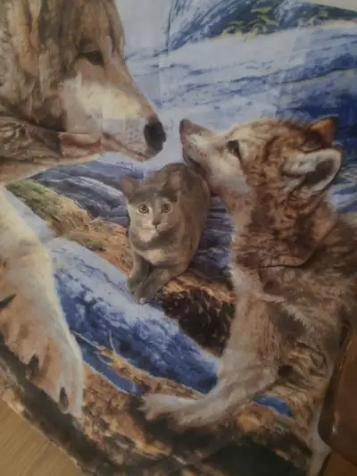 Chat a vendre, View more