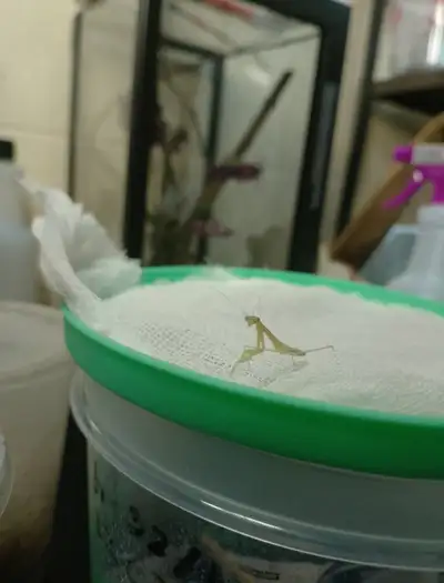 L4 Chinese Praying Mantis. Available for next 12 days.