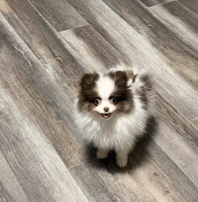 Tiny Pomeranians, View more