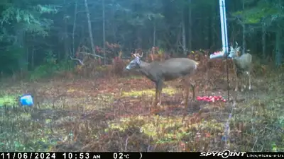 Terrain de 47 acres au rang 5 de new richmond a louer pour chasse au chevreuil 2025.2 caches.