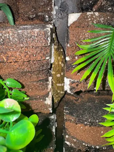 leachianus gecko, View more