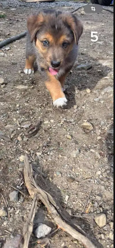 Chiot Berger Australien et Berger Allemand né le 2 avril. Vaccins et vermifuges inclus