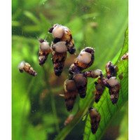 Malaysian Trumpet Snails. Aquarium Snails..