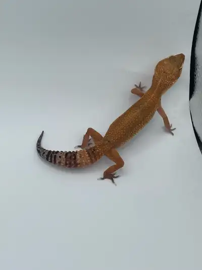 blood emerine het blizzard leopard gecko, View more