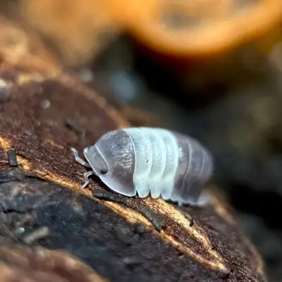 Cubaris sp. “Panda King” Isopods, View more