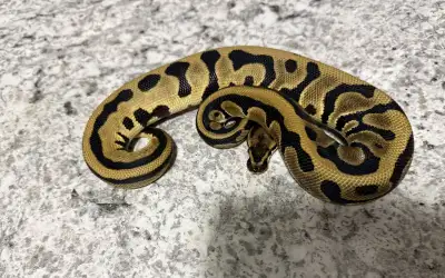 Female Leopard Orange Dream Het Pied Ball Python, View more