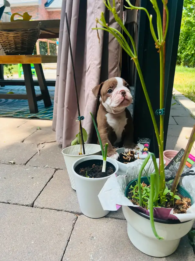 Male Olde English Bulldog in Dogs & Puppies for Rehoming in City of Toronto - Image 6