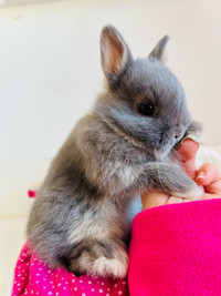 Bébé lapin nain- néerlandais- mâle et femelle ❤️