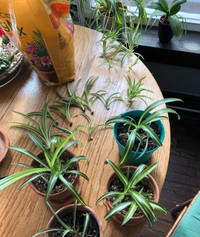Baby Spider Plants!! 
