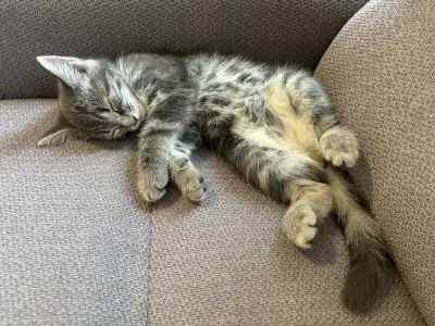 Chaton femelle de 3 mois très gentille à donner, View more