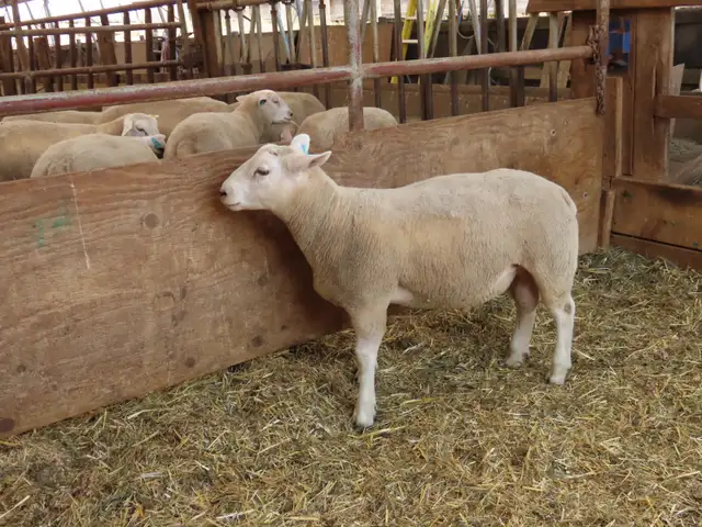 Two registered Texel ram lambs left at the farm. in Livestock in Vernon - Image 4