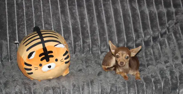 Chihuahua❤️Mâle mini❤️Protection100%.GarantieTop Qualité★★★ in Dogs & Puppies for Rehoming in Laval / North Shore - Image 6