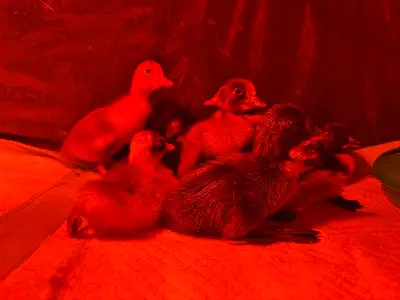 Ducklings For Sale, View more
