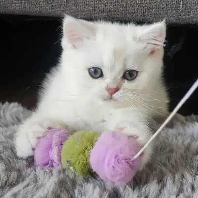British et Scottish Fold et Straight mâle et femelle, View more