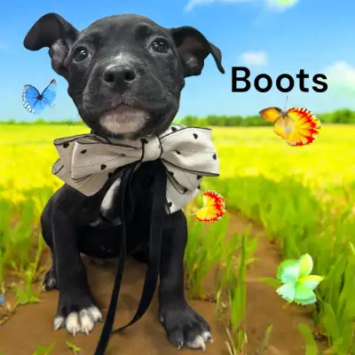 Mix rescue pitt, View more