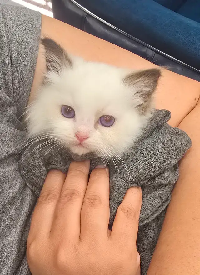 100% Pure ragdoll kittens. Both Parents onsite.